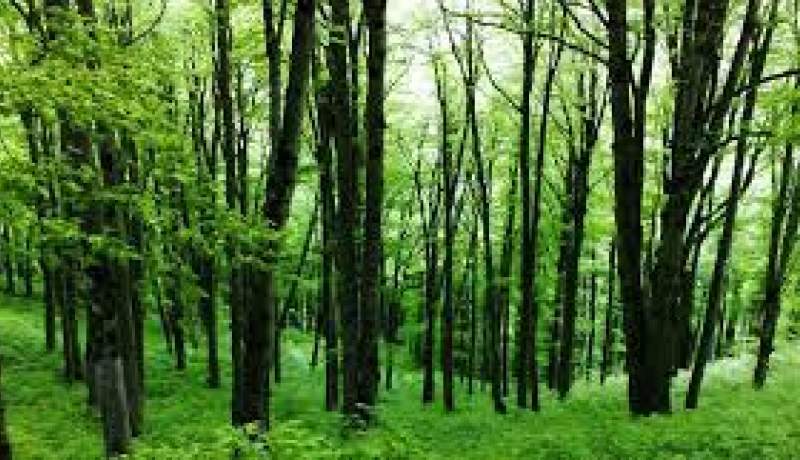 طرح «تداوم»، نقشه راه منابع طبیعی در سال جاری