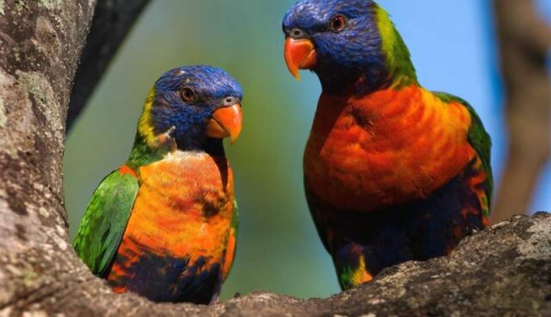 تغییرات آب‌وهوایی محرک نوظهور کاهش جمعیت پرندگان