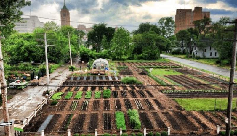 چگونه می توان با کشاورزی شهری امنیت غذایی را پایدار کرد؟