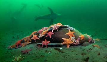 ستاره‌های دریایی در حال بلعیدن شیر دریایی