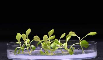 استفاده از فتوسنتز مصنوعی برای رشد گیاه