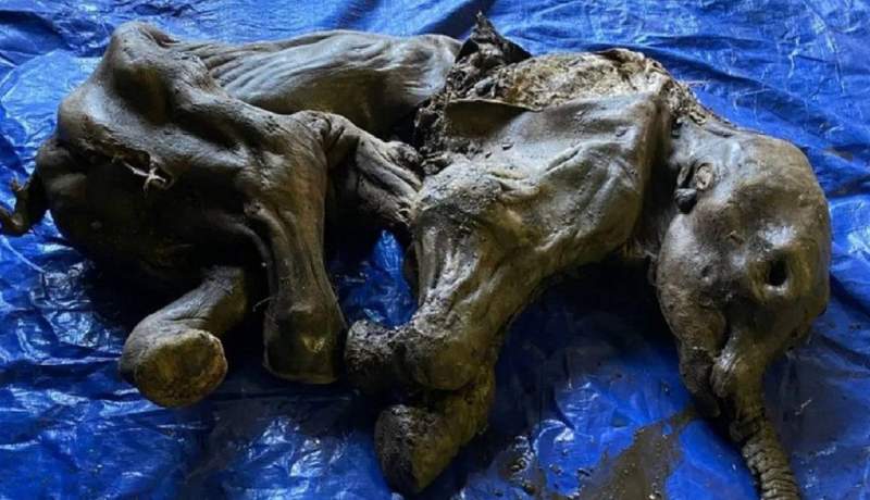 فسیل یک بچه ماموت پشمالو در کانادا کشف شد