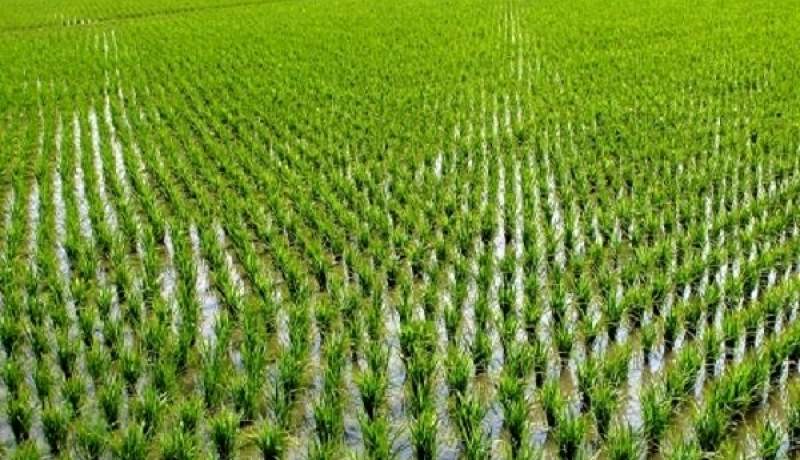 چالش فاضلاب و زباله در شالیزارها/ اعتبارات کافی نیست