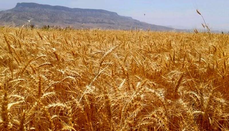 با وجود خشکسالی‌ها افزایش تولید گندم در سال جاری محقق شد