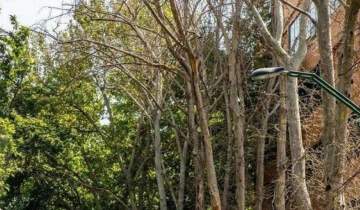 جریمه ۳ میلیاردی برای خشک کردن چند درخت این‌بار در نیاوران