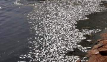 قطعی برق علت تلف شدن صدها تن ماهی در سربندر
