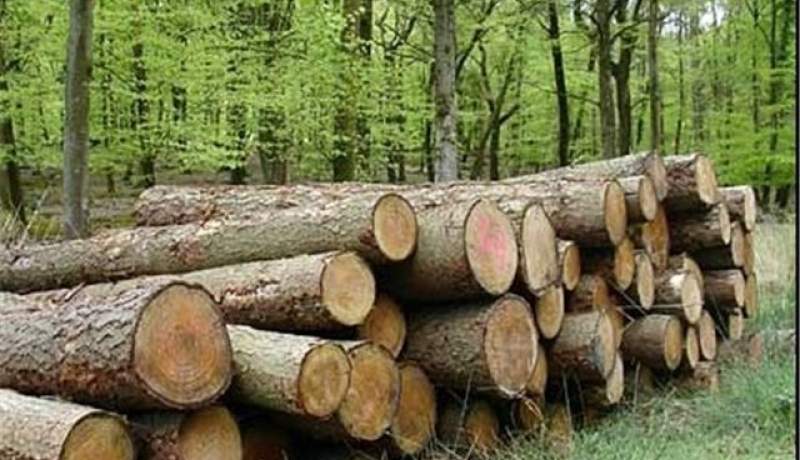 زراعت چوب در ۲۰ هزار هکتار از اراضی کشور