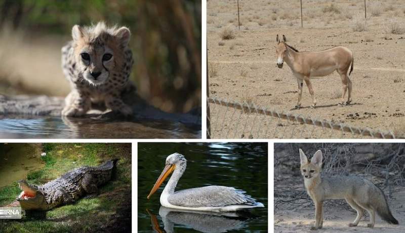 ۱۰۰ گونه مهره‌دار کشور در خطر انقراض/یوزپلنگ در صدر جدول