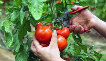 صادرات گلخانه‌ای ایران ۱۲ درصد رشد کرد؛ ارزآوری ۳۹۰ میلیون دلاری