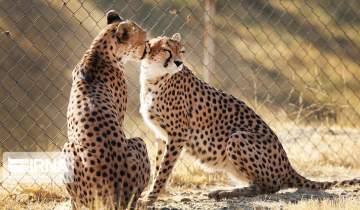 نقشه راه نجات یوز ایرانی؛ خروج شترهای آزاد و احیای کریدورهای زیستگاهی