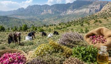 جهش ۶۷ درصدی تولید گیاهان دارویی در سیستان و بلوچستان با ثبت رکورد ۴۰ هزار تن
