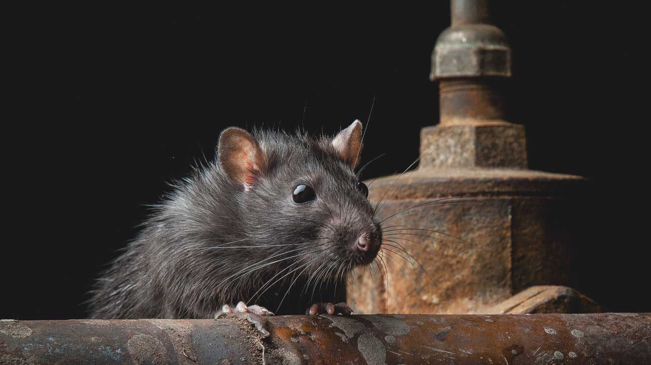جمعیت موش  ها در تعییرات آب و هوایی