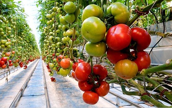 صادرات گوجه فرنگی گلخانه ای 