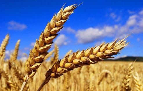 تولید گندم در کشور