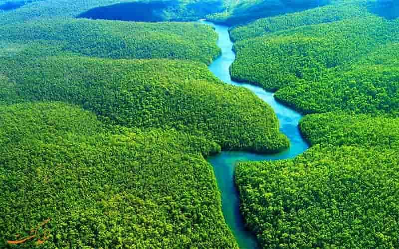 جنگل های آمازون 