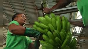 تولید موز سبز یا طلای سبز در آنگولا