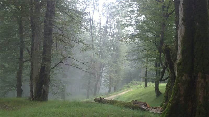 جنگل دالخانی رامسر