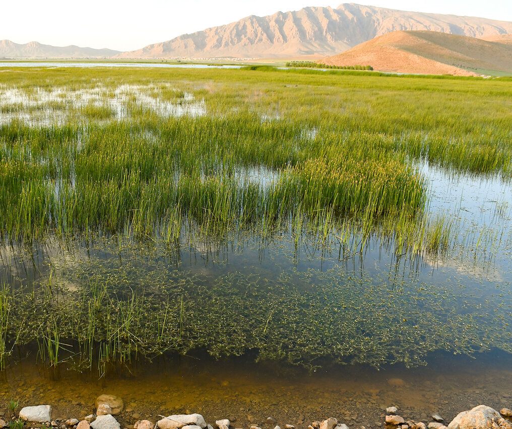 تالاب گندمان