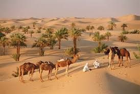 دامداری و پرورش شتر، از مشاغل قدیمی در موریتانی