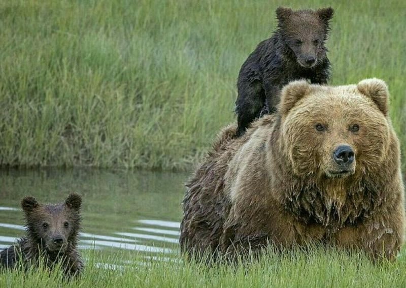 سنگ اندازی به خرس قهوه ای در مازندران