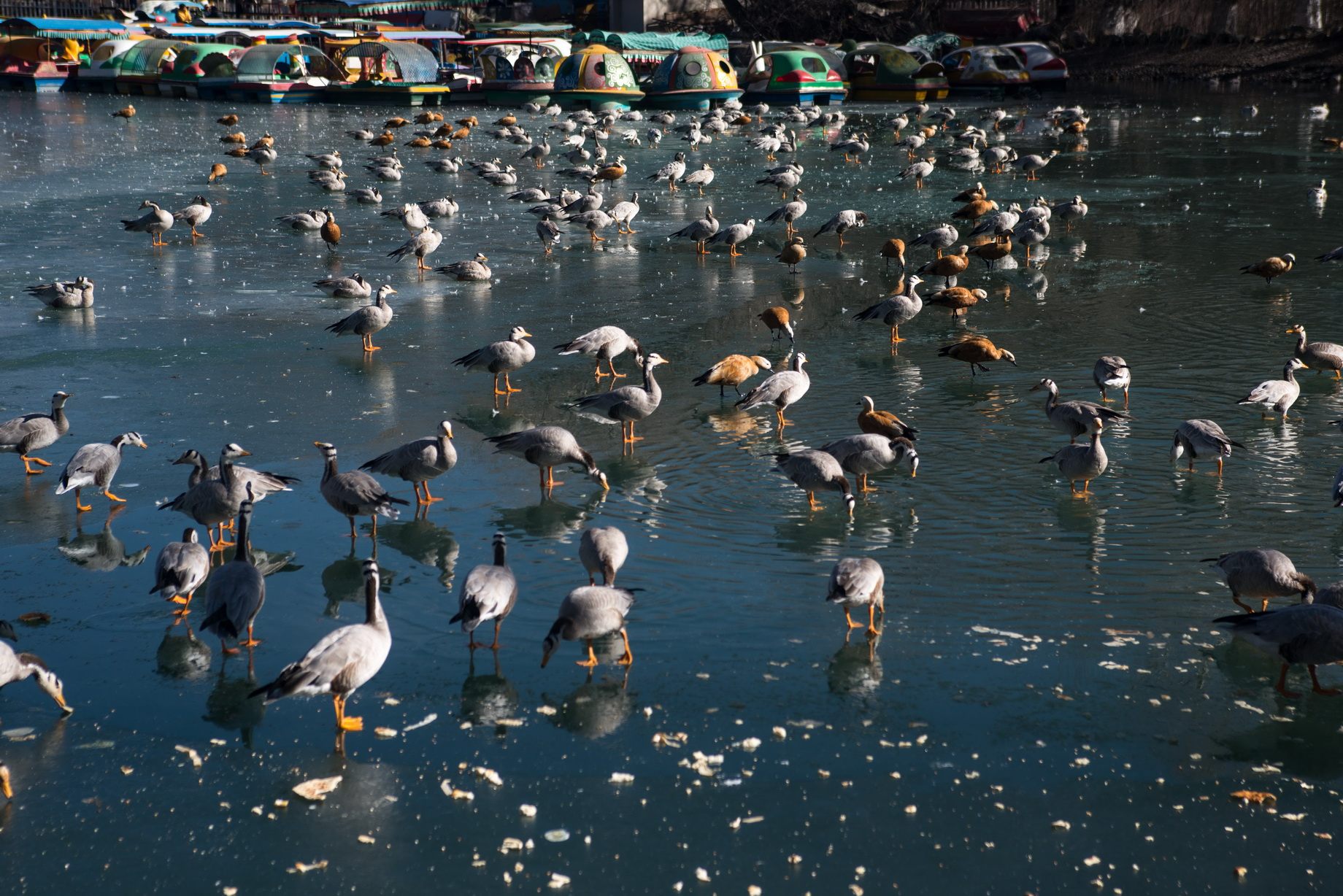 پرندگان آزاد در مراسم مذهبی در تبت