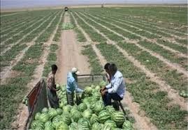 مدیریت منابع آب در کشاورزی بوشهر