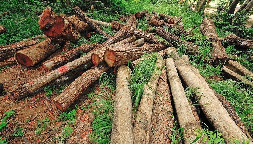 قاچاقچیان چوب، ماموران منابع طبیعی مازندران را زخمی کردند