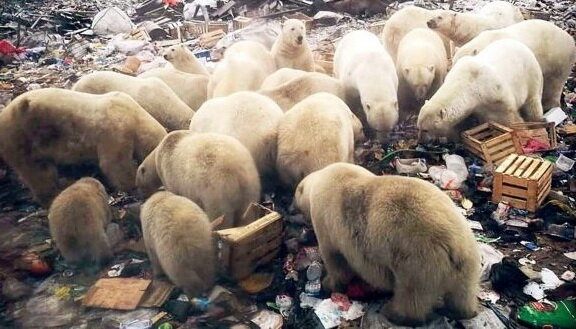 خرس قطبی در روسیه