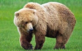 خرس قهوه ای در ایران