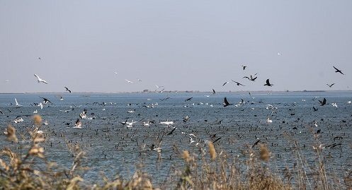 70 درصد پرندگان ایران مهاجر هستند