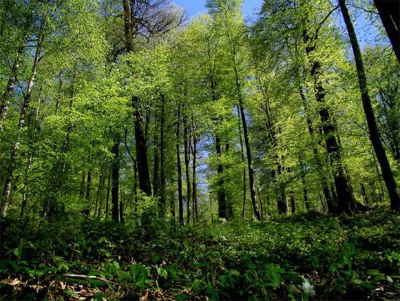 برای حفظ جنگل شناسایی ژنتیکی لازم است