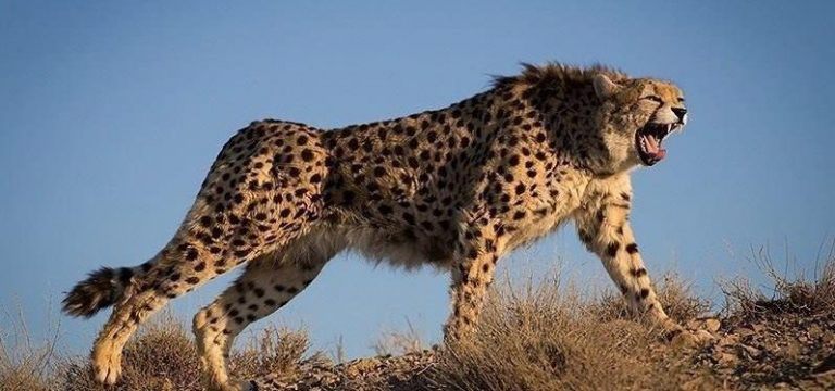 حفاظت از یوزپلنگ ایرانی