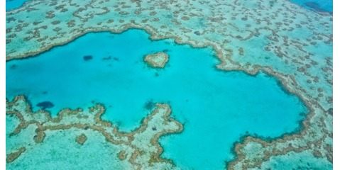 سفید شدن صخره های مرجانی موجب کاهش 89٪در تولید مرجان های جدید می شود