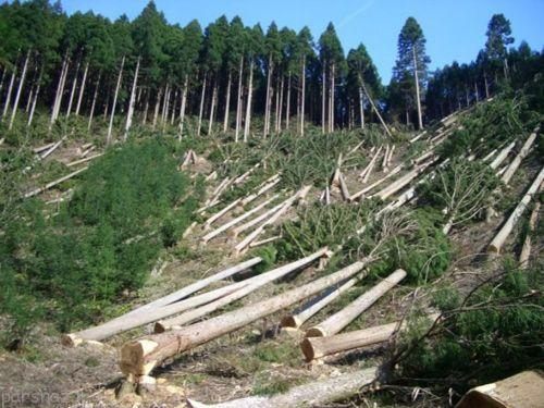 نابودی جنگل با دخالت بشر