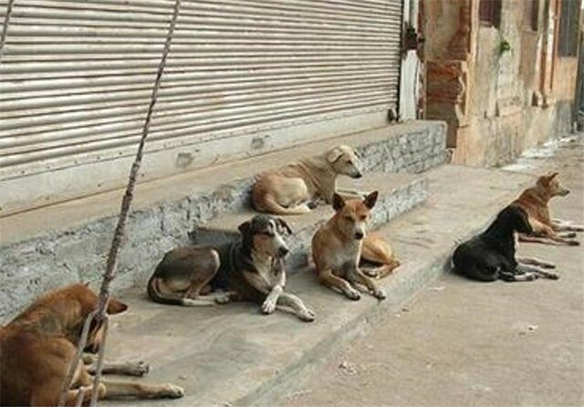سگ کشی در ایران