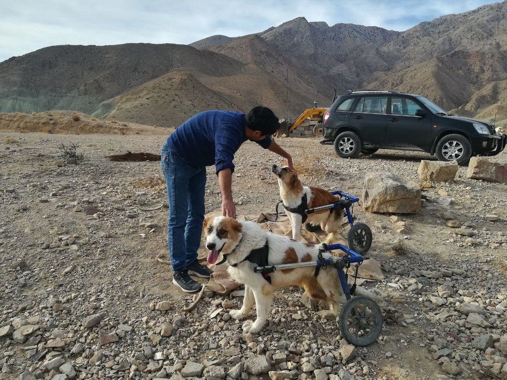 فرج نژاد در حال رسیدگی به یک سگ