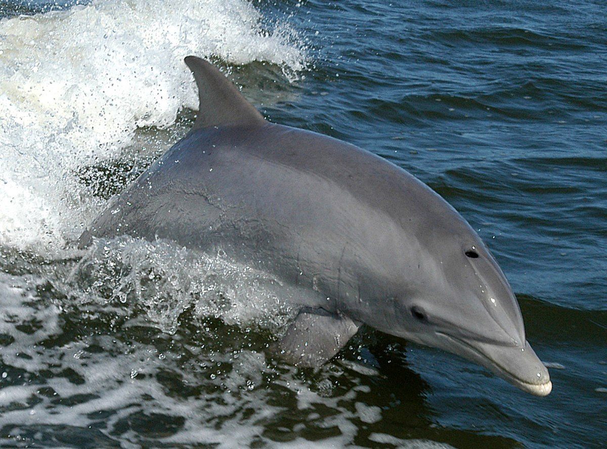 افزایش مرگ و میر دلفین‌ها