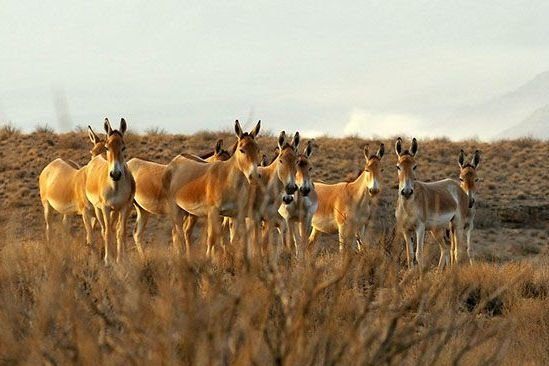 گوخر آسیایی