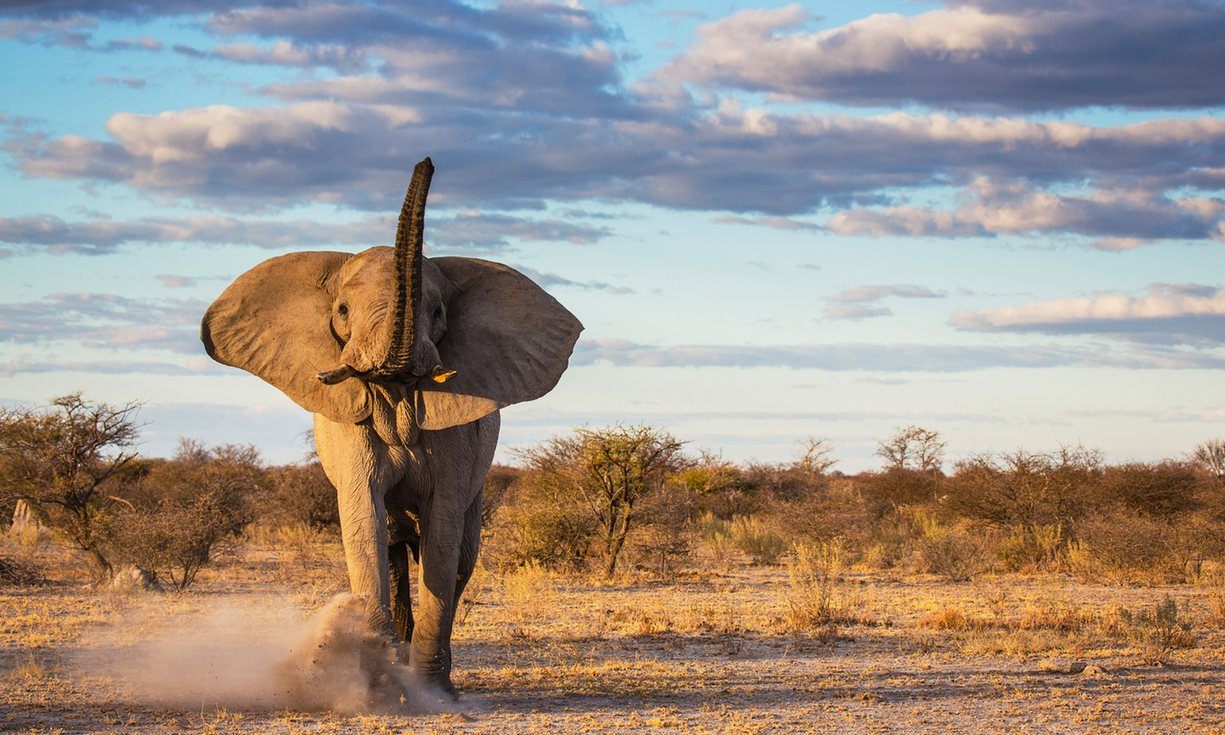 فیل جزء حیوانات به شدت آسیب پذیر در مقابل گرمایش جهانی است