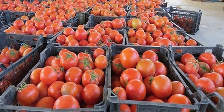 صادرات گوجه فرنگی