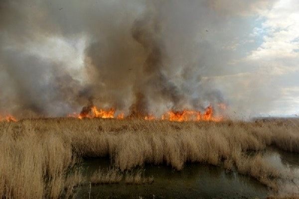 آتش سوزی در تالاب هورالعظیم