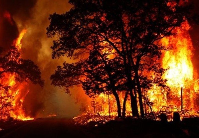 آتش سوزی جنگل در اثر گرمایش زمین