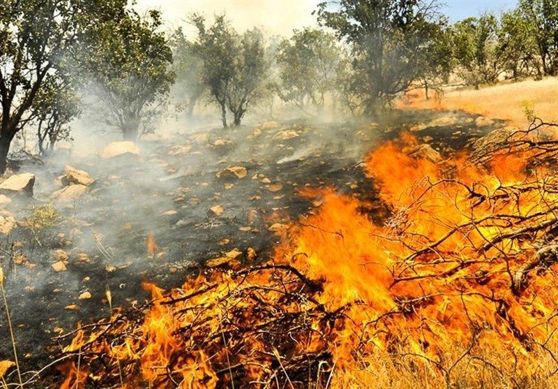 در آتش سوزی جنگلها اکثرا انسانها مقصرند