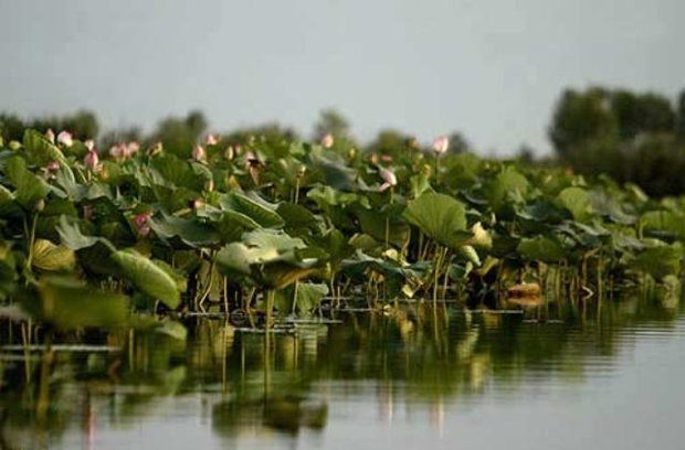 طبیعت زیبای تالاب انزلی