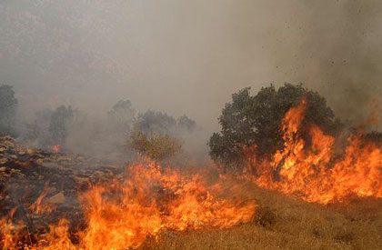 آتش سوزی در جنگل مریوان
