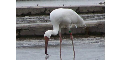 خطر انقراض ۴ گونه پرنده به خاطر آلودگی های پلاستیکی