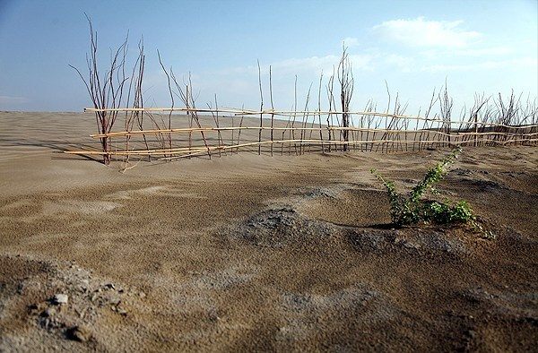 گیاهانی که می‌توانند به داد دریاچه ارومیه برسند