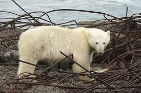خرس قطبی در منطقه سیبری