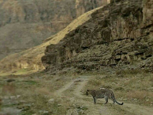 کاهش جمعیت پستانداران