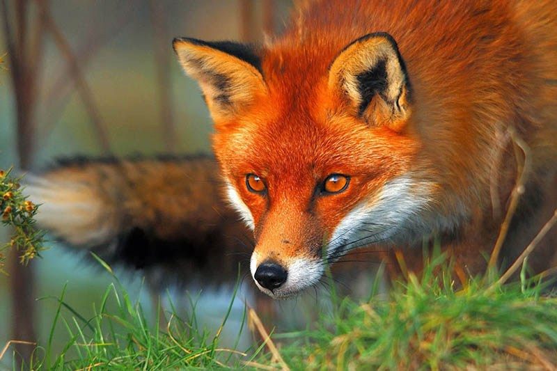 ایران برای روباه ها امن نیست
